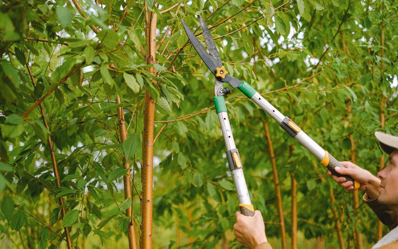 Tree trimming in White Sulphur Springs, NY