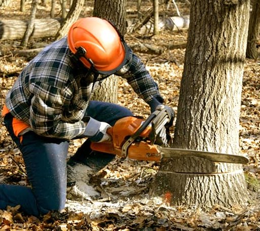 Tree Removal in White Sulphur Springs, NY